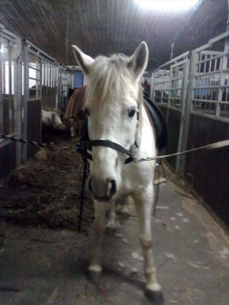 Anden særlig race Yasmin!<3  - Yasmin er ved at blive sadlet op til springundervisning ;) (foto: mig) billede 18