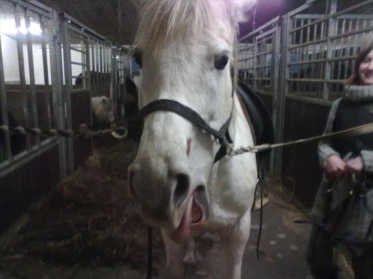 Anden særlig race Yasmin!<3  - Yasmin synes ikke hun skal ind og springe ;) (foto: mig) billede 19
