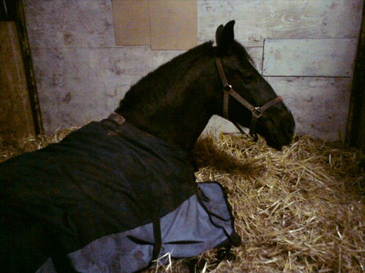 Oldenborg Max  billede 10