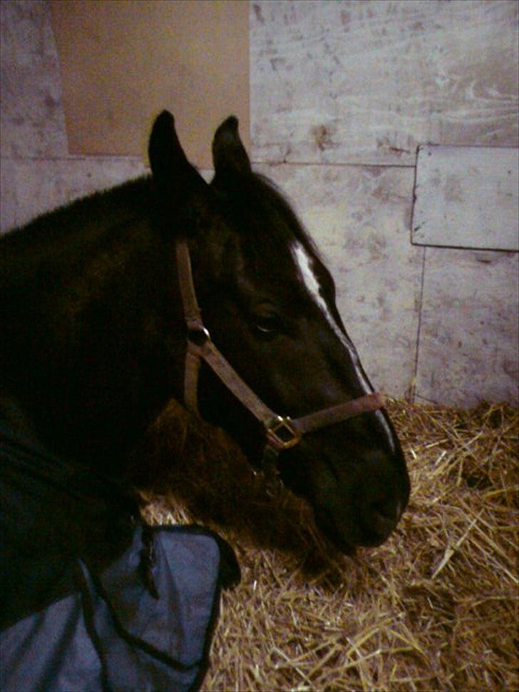 Oldenborg Max  billede 11