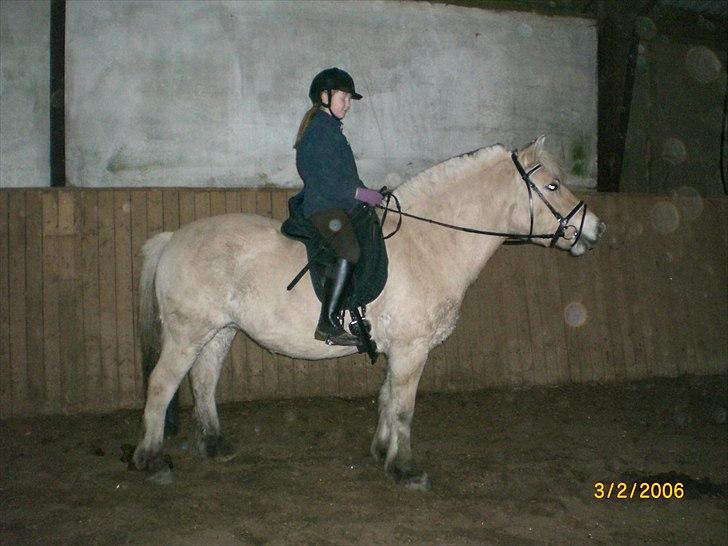 Fjordhest kildegårdens fie *RIP* billede 12