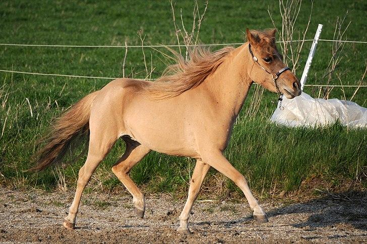 Dansk Miniature Olympias Darling Delaila - D. 15 april 2011 - foto Jette N billede 12
