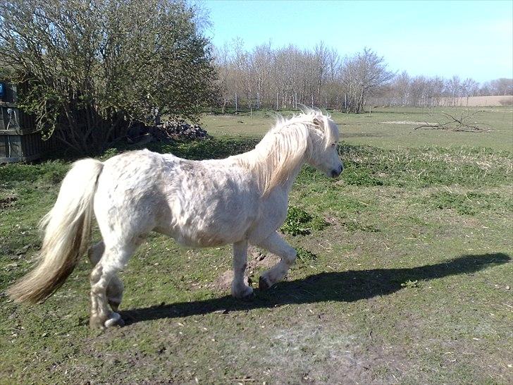 Welsh Mountain (sec A) Freja... R.I.P. billede 18