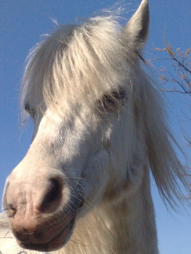 Welsh Mountain (sec A) Freja... R.I.P. billede 19