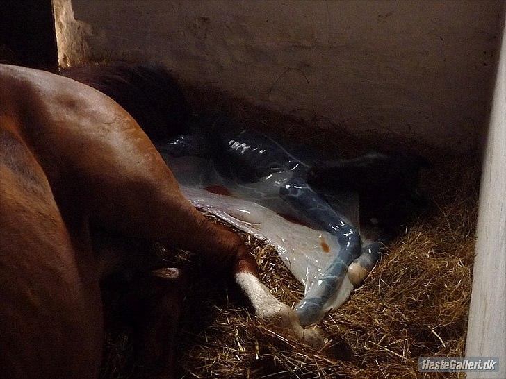 Dansk Varmblod Langagers Dooliwia - 2009
 billede 15