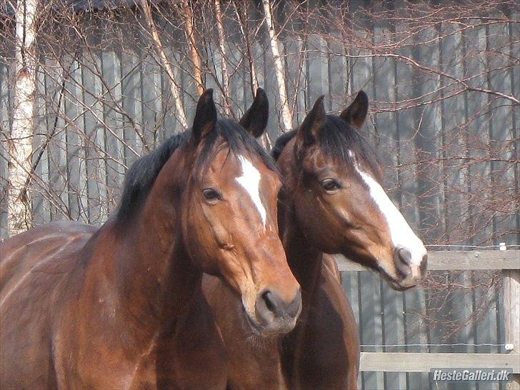 Anden særlig race Thito billede 12