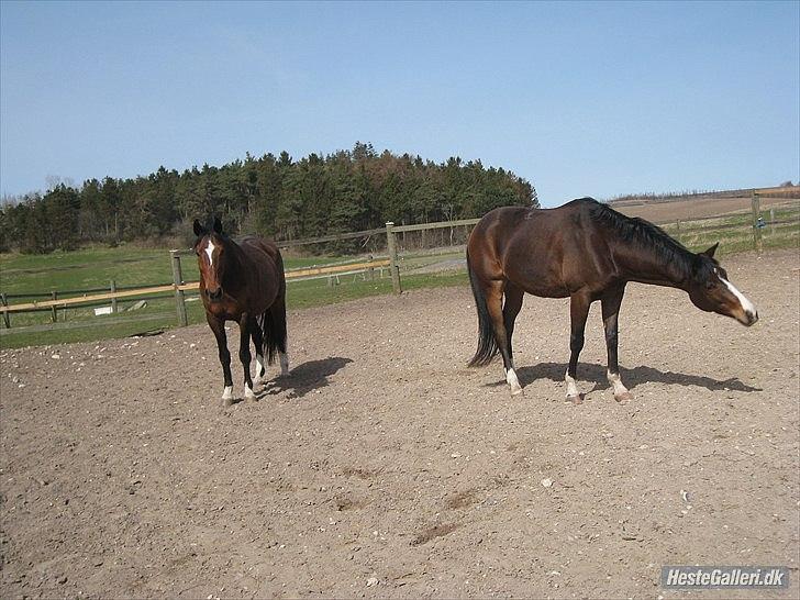 Anden særlig race Thito billede 13