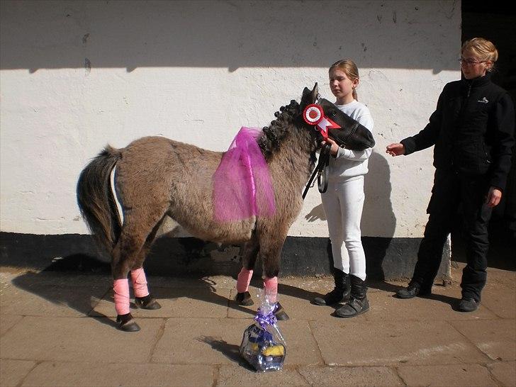 Shetlænder Teglgårdens Ydun - prinssese ydun med rød roset og æres præmie billede 9