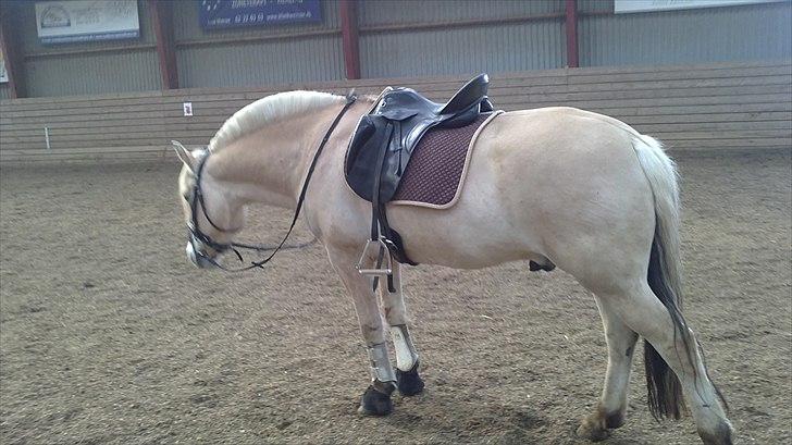 Fjordhest Nick  (SOLGT) - nick d 16/4-11, klar til træning billede 18