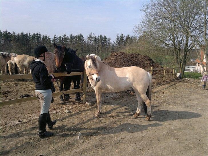 Fjordhest Nick  (SOLGT) - forår d 16/4-11 billede 20