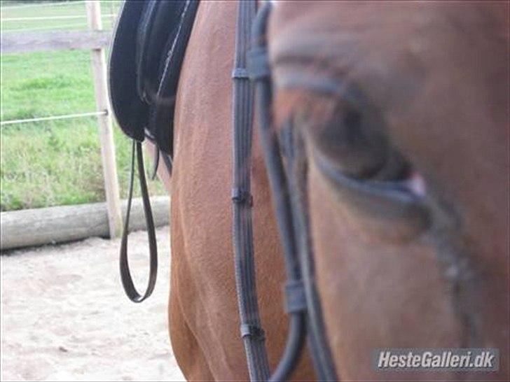 Traver Niva Wardan  billede 1