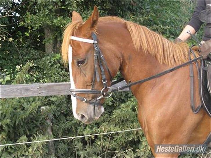 Traver Niva Wardan  billede 3