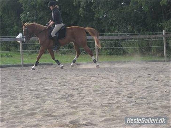 Traver Niva Wardan  billede 6