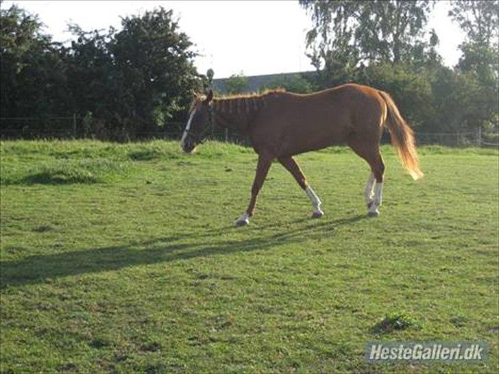 Traver Niva Wardan  billede 8