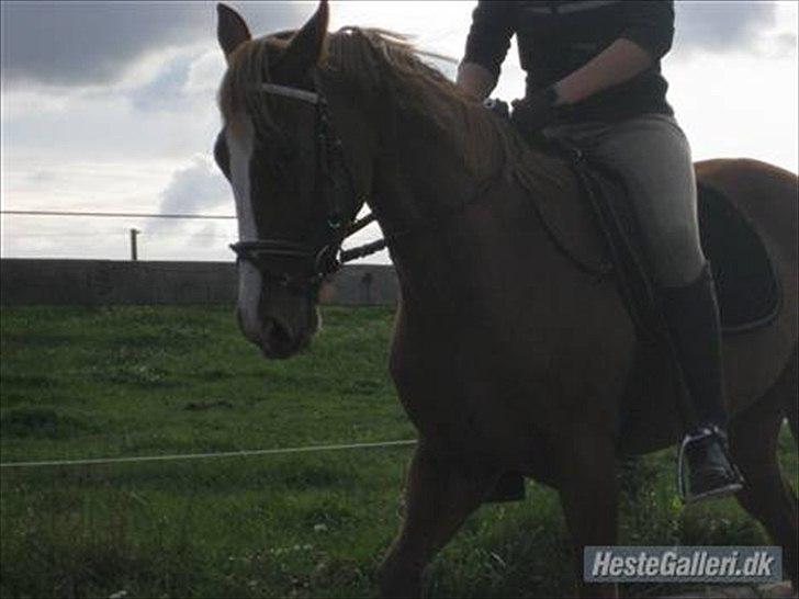 Traver Niva Wardan  billede 9