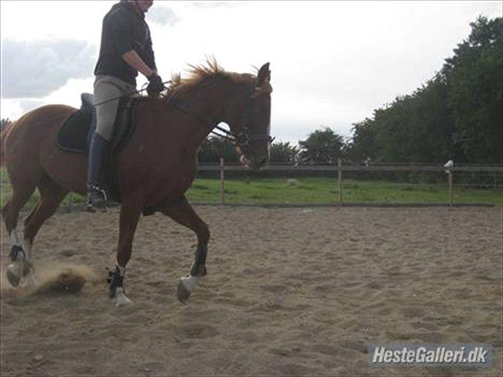 Traver Niva Wardan  billede 11