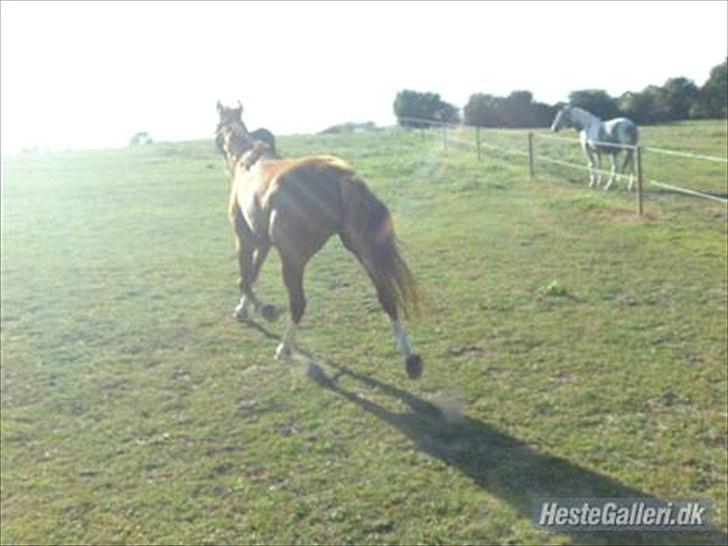 Traver Niva Wardan  billede 12