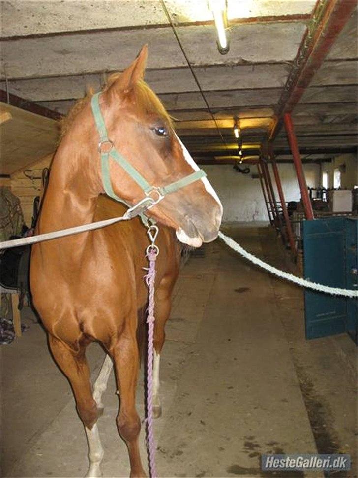 Traver Niva Wardan  billede 13