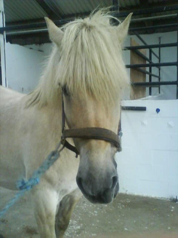 Fjordhest Kasper "halvpart" - lille søde mus billede 3