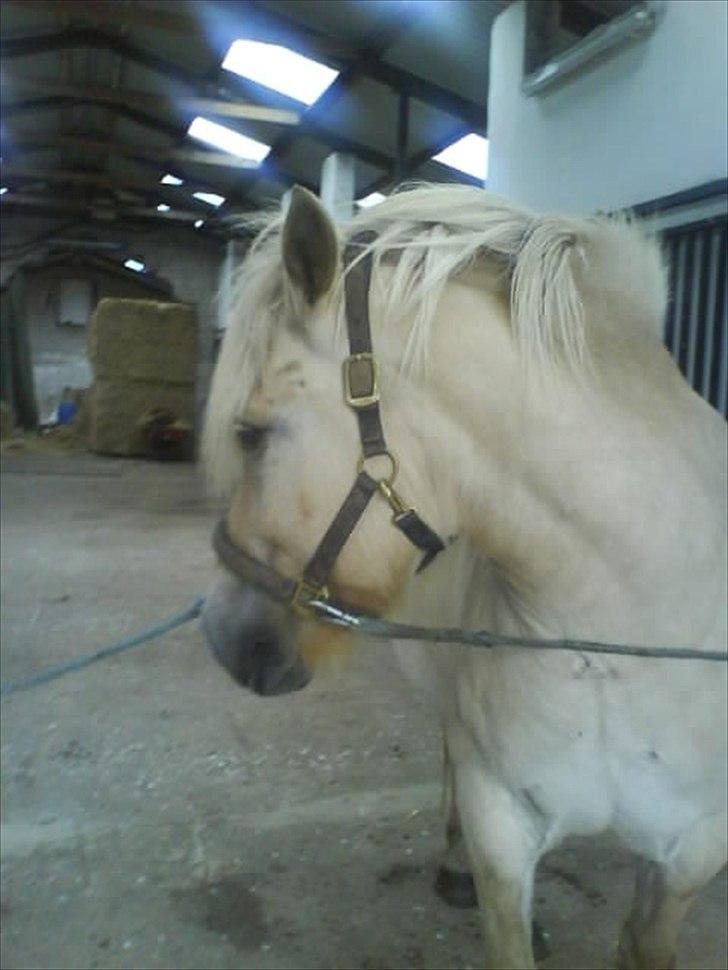 Fjordhest Kasper "halvpart" - vil ikke tages billed af...........<3 billede 4