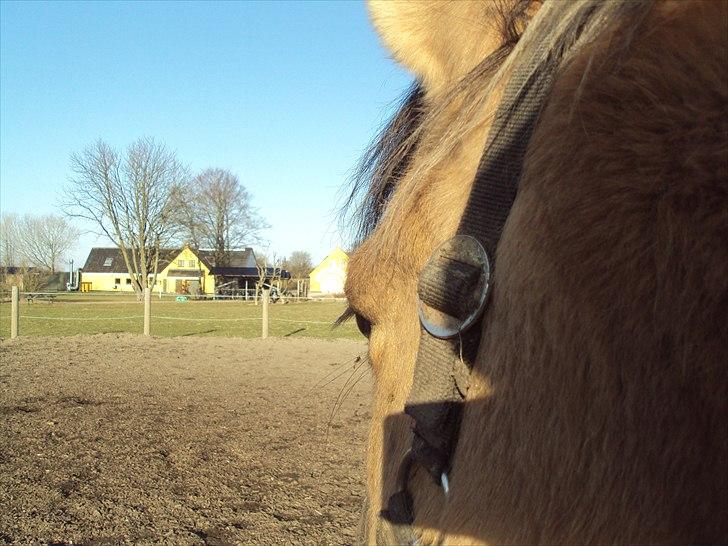 Anden særlig race Bianca - Kigger ud i horisonten ... billede 4