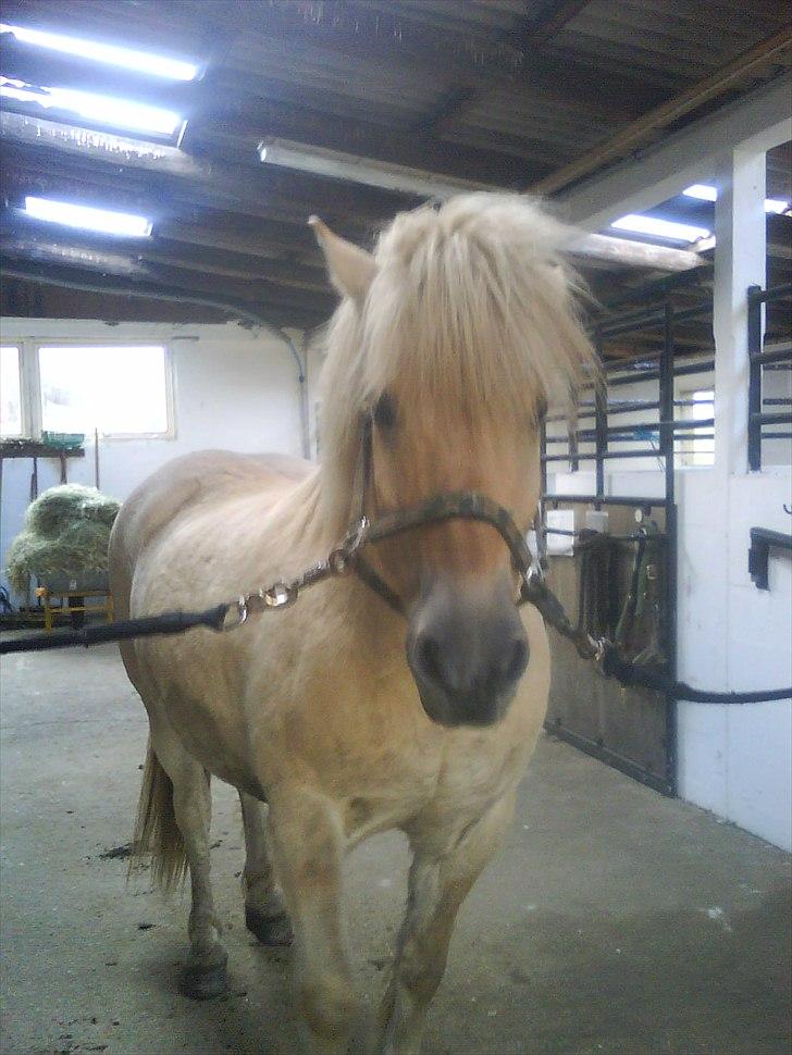 Fjordhest Kasper "halvpart" - kasper den søde............<3 billede 5