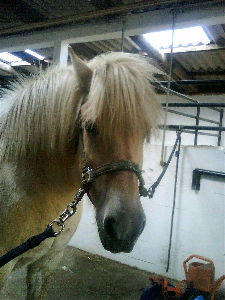 Fjordhest Kasper "halvpart" - kasper <3 billede 6