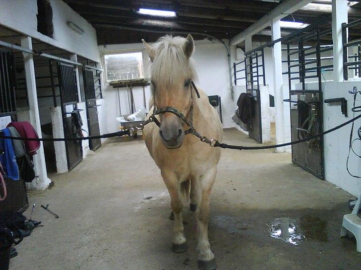 Fjordhest Kasper "halvpart" - kasper du er så fræk og sød........<3 billede 7