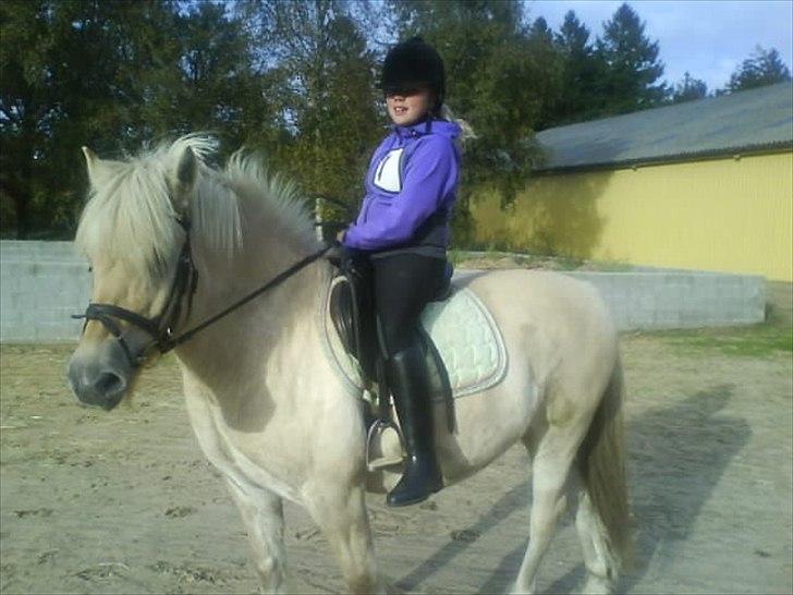 Fjordhest Kasper "halvpart" - lille sød skat kasper billede 8