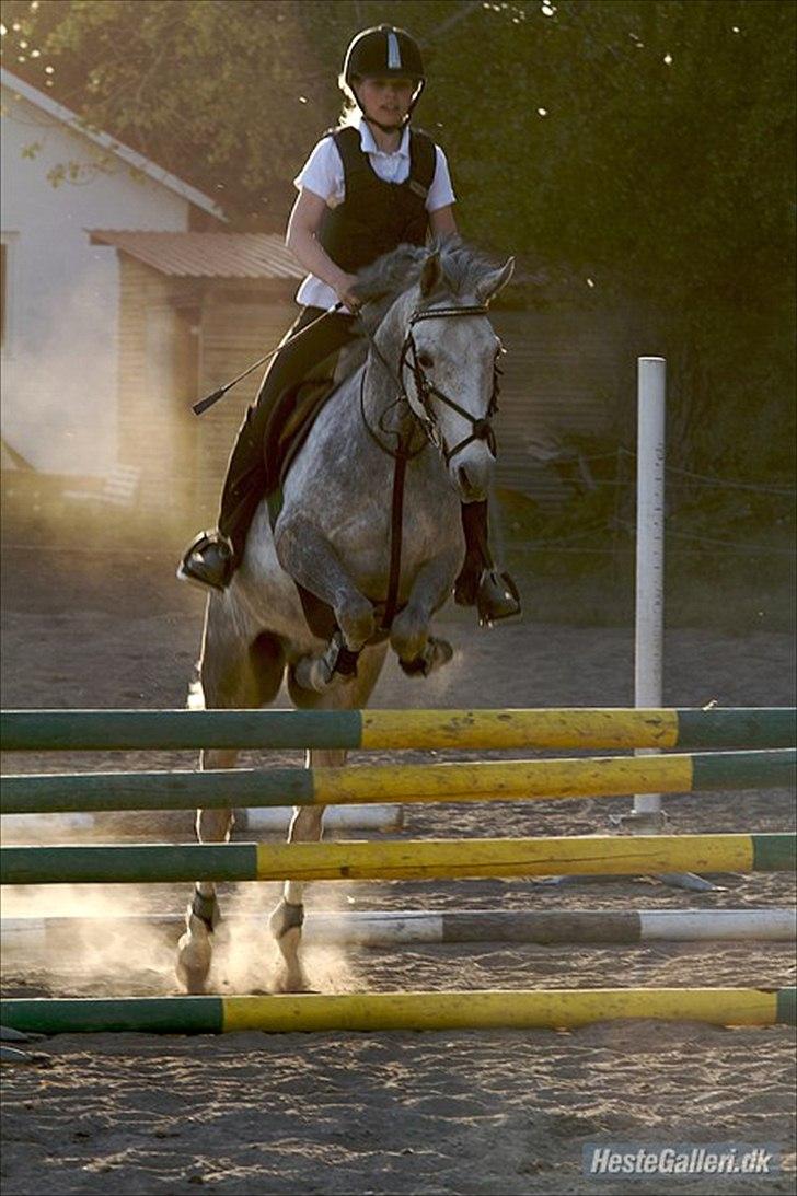 Anden særlig race Carreas - Carreas med nye ejer i spring !!xD Foto: P torngaard billede 2