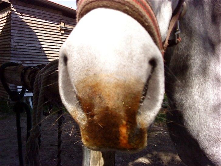 Anden særlig race Carreas - Carréas aka muledyr !!xD Foto: Mig  billede 3