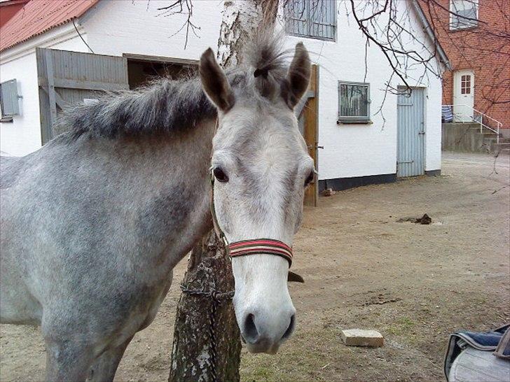 Anden særlig race Carreas - Nuttet !!xD Foto: Mig  billede 6