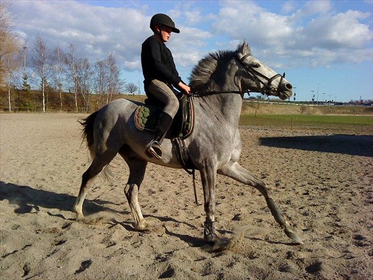 Anden særlig race Carreas - I fuld galop !!xD Foto: Freja  billede 8