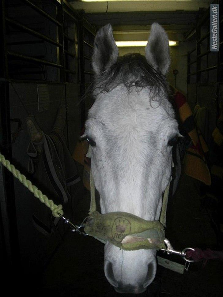 Anden særlig race Carreas - Carreas havde lige haft nissehue på og havde så fået hatte hår nuttet !!xd Foto: Freja  billede 15