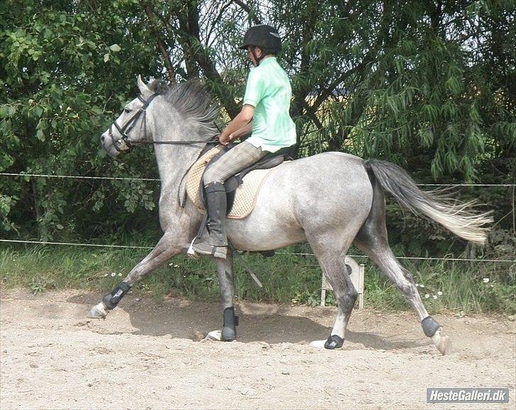 Anden særlig race Carreas - Galop øgning ned af langsiden !!xD JEM foto billede 17