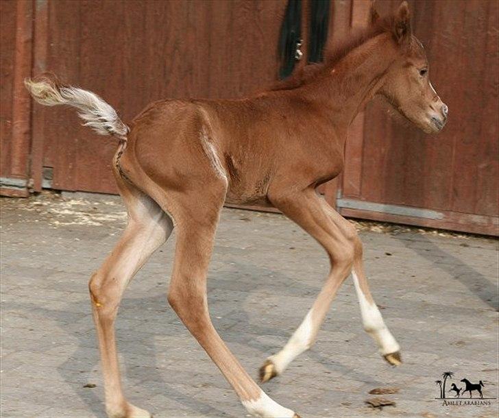 Arabisk fuldblod (OX) Raashan APN - SOLGT - † AFLIVET 2013 † billede 10