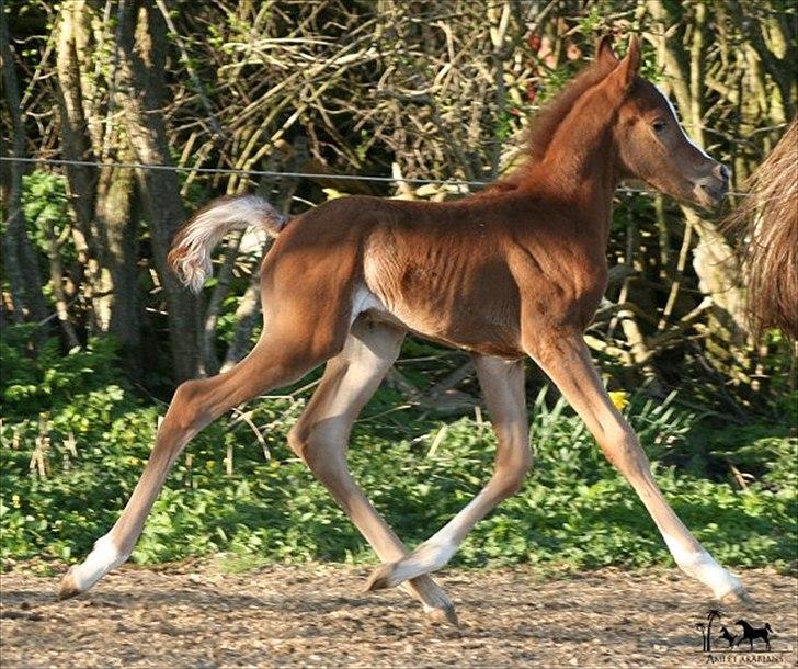 Arabisk fuldblod (OX) Raashan APN - SOLGT - † AFLIVET 2013 † billede 11