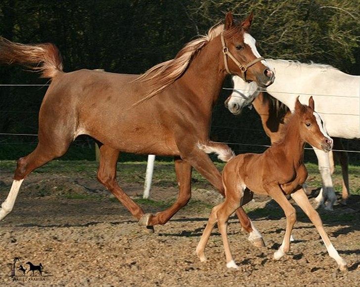 Arabisk fuldblod (OX) Raashan APN - SOLGT - † AFLIVET 2013 † billede 12