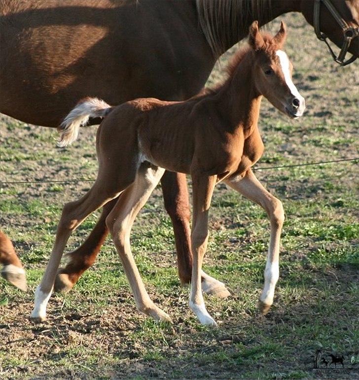 Arabisk fuldblod (OX) Raashan APN - SOLGT - † AFLIVET 2013 † billede 13
