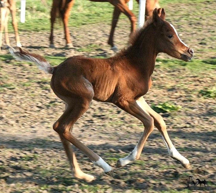 Arabisk fuldblod (OX) Raashan APN - SOLGT - † AFLIVET 2013 † billede 14