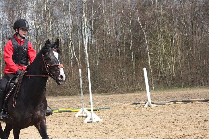 Anden særlig race Black Star - Se Amalie, der bliver taget billeder! Foto: Emma billede 14