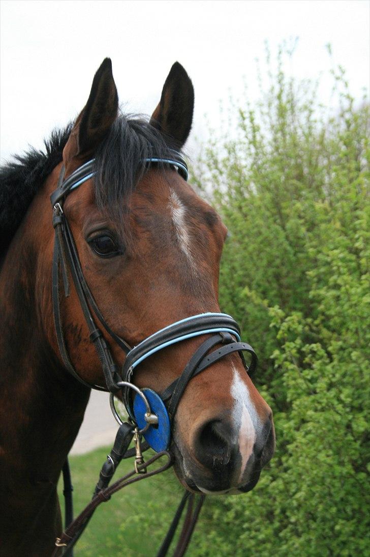 Anden særlig race Storm SOLGT billede 8