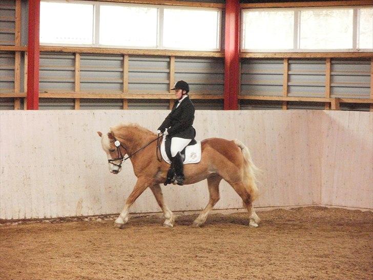 Haflinger Koldbakkens Hertz billede 16