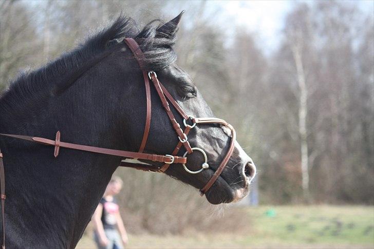 Anden særlig race Black Star - Smukke Black Star og jeg til springning. Foto: Emma billede 13