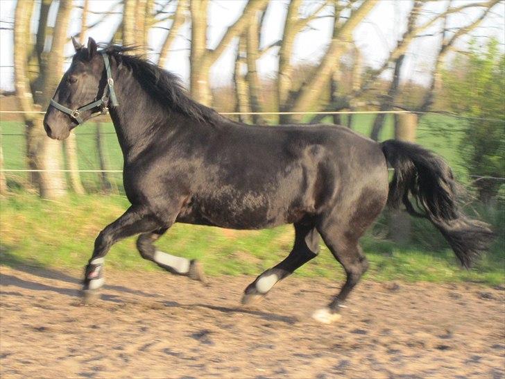 Anden særlig race Sampaio (aflivet) billede 3