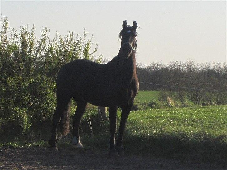 Anden særlig race Sampaio (aflivet) billede 4