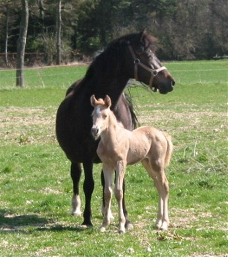 Palomino Romeo´s Luxus - 1. dag på fold d. 18.04.2011 og hvor er det bare skønt at være kommet til verden. billede 1