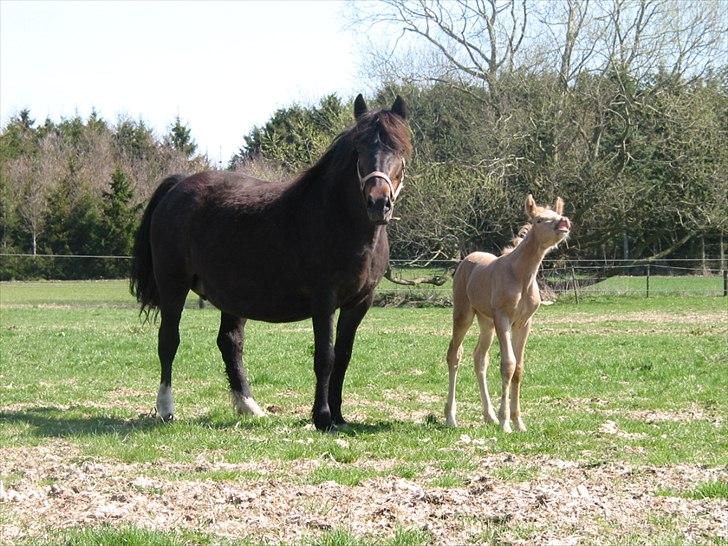 Palomino Romeo´s Luxus - Hvor er der mange dejlige dufte, se min smukke mule. billede 2