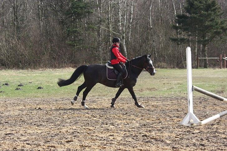 Anden særlig race Black Star - Så skal der opvarmes lidt mere. Foto: Emma billede 15