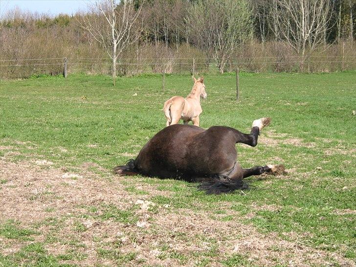 Palomino Romeo´s Luxus - Min mor opfører sig underligt, hun er væltet, det er ikke til at holde ud. billede 3